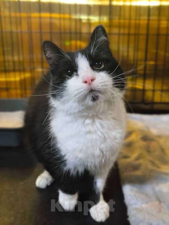 Кошки в Москве: Для кого-то очередная маркиза Девочка, Бесплатно - фото 4