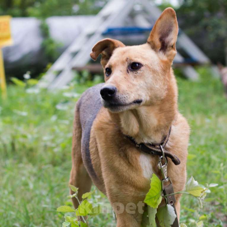 Собаки в Москве: Лёлик Мальчик, Бесплатно - фото 3