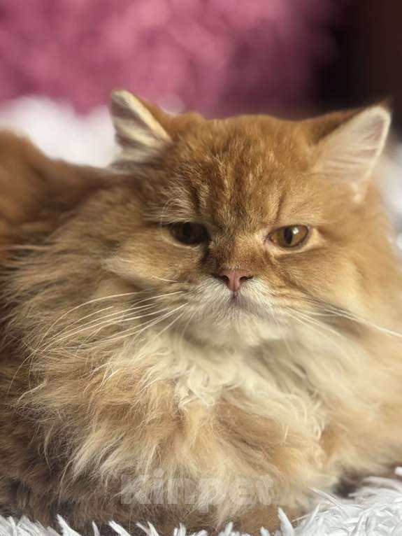 Кошки в Люберцах: Шотландская Девочка, Бесплатно - фото 1