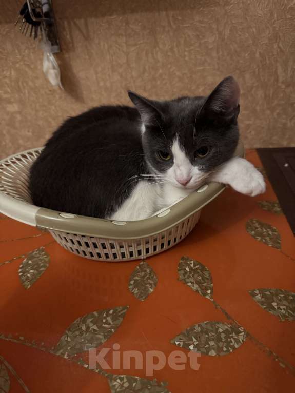 Кошки в Москве: Кошечка Дымка в добрые руки Девочка, Бесплатно - фото 4