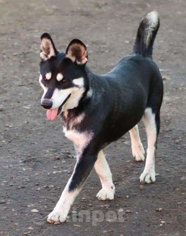 Собаки в Москве: Метис корги и просто потрясающий парень Мальчик, Бесплатно - фото 3