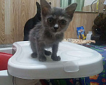 Кошки в Лабинске: Котята в добрые руки Мальчик, Бесплатно - фото 6