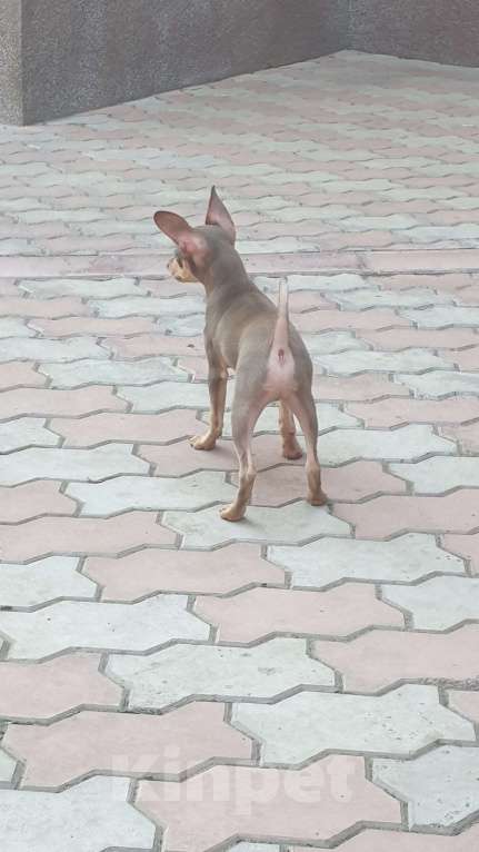 Собаки в Оренбурге: Щенок породы Русский той- Багги Лилак энд Тан, Мальчик, 50 000 руб. - фото 4