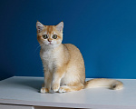 Кошки в Нерехте: Породистый британский котёнок Девочка, 40 000 руб. - фото 10