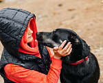 Собаки в Москве: БАЛУ Мальчик, Бесплатно - фото 1