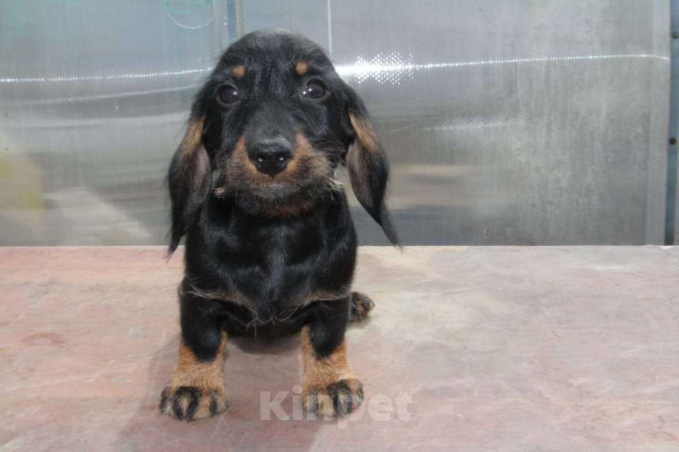 Собаки в Москве: Жесткошерстная такса Мальчик, 20 000 руб. - фото 4