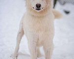 Собаки в Красногорске: Белое облачко Кнопа 11 месяцев ищет дом Девочка, Бесплатно - фото 6