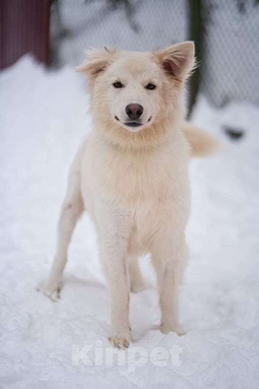 Собаки в Красногорске: Белое облачко Кнопа 11 месяцев ищет дом Девочка, Бесплатно - фото 6