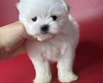Собаки в Москве: Мальчик мальтезе корейский тип Мальчик, 30 000 руб. - фото 3