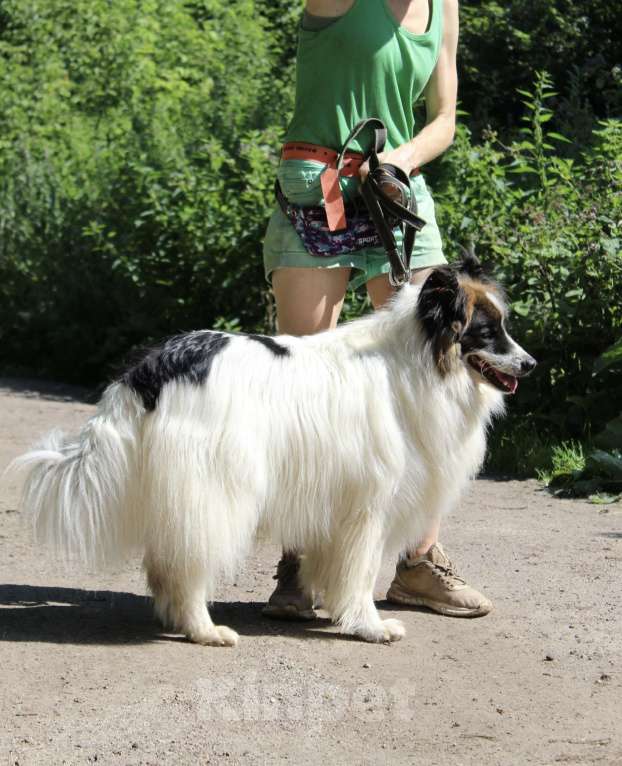 Собаки в Балашихе: Тейлор папильон XXL Мальчик, Бесплатно - фото 5