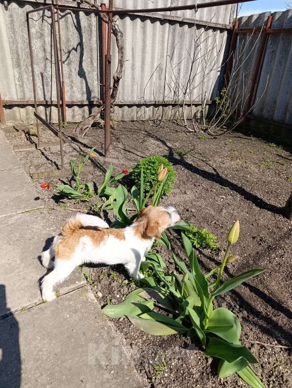 Собаки в других городах Краснодарского края: Девочка Джек Рассел терьер Девочка, 20 000 руб. - фото 2