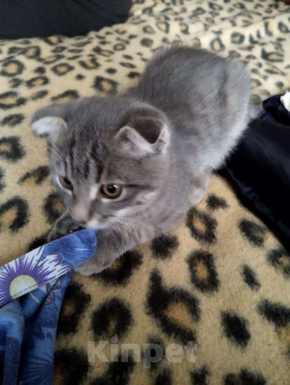 Кошки в Казани: Отдам в добрые руки котёнка 3 месяца мальчик.  Мальчик, Бесплатно - фото 5