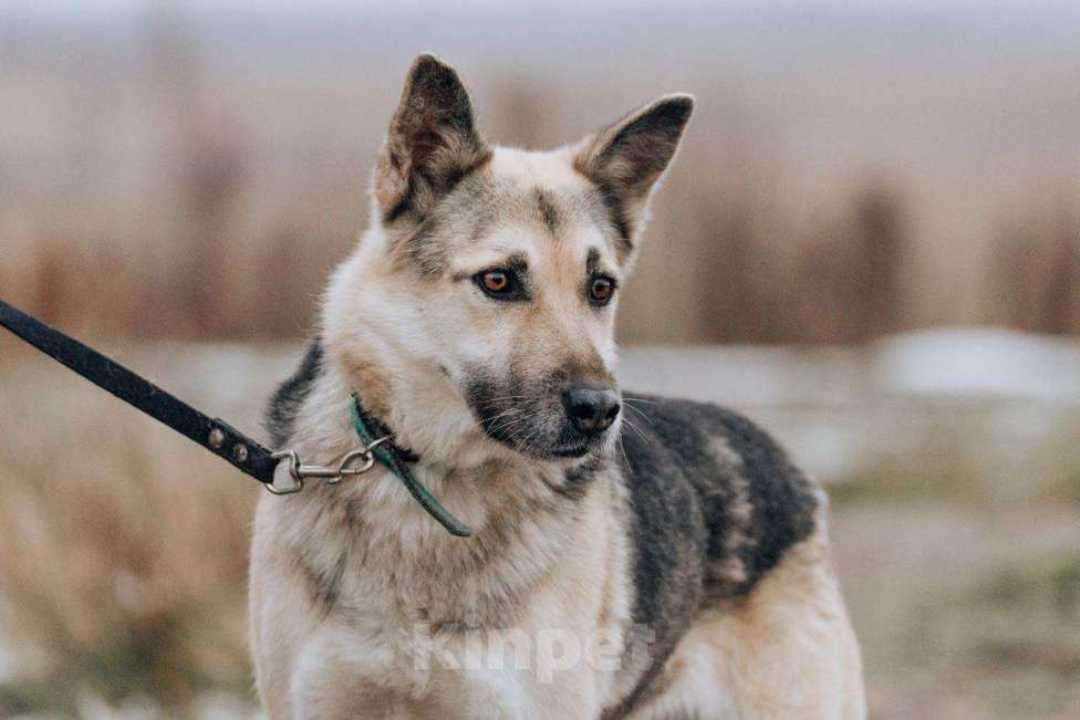 Собаки в Москве: Дрессированная овчарка в добрые руки Девочка, Бесплатно - фото 1