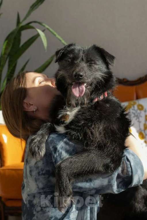 Собаки в Москве: Небольшой бородатик Тося в добрые руки Девочка, Бесплатно - фото 10
