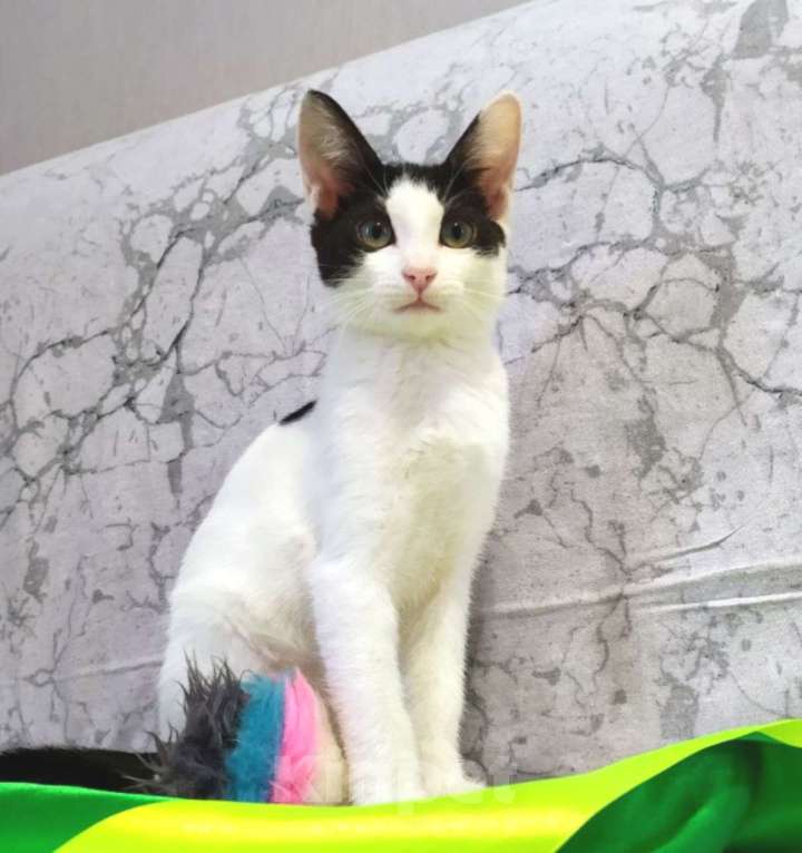 Кошки в Москве: Хелло, Китти! Котенок в добрые руки.  Девочка, Бесплатно - фото 2