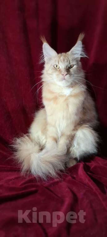 Кошки в Москве: Мейн-кун кошка Девочка, 50 000 руб. - фото 2