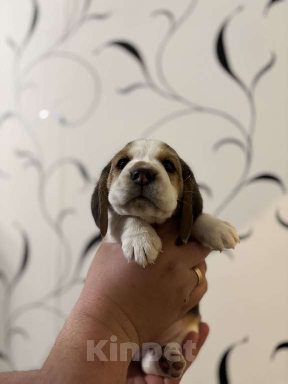 Собаки в Белгороде: Бигль 04.01.2025 г.р. Мальчик  Мальчик, 30 000 руб. - фото 4
