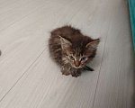 Кошки в Ореховом-Зуево: Здравствуйте, очень срочно!кто сможешь взять котенка девочку в добоые руки себе оставить не може Девочка, Бесплатно - фото 1