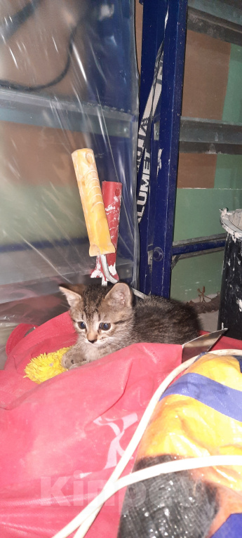 Кошки в Саратове: Котята в добрые руки Мальчик, Бесплатно - фото 4