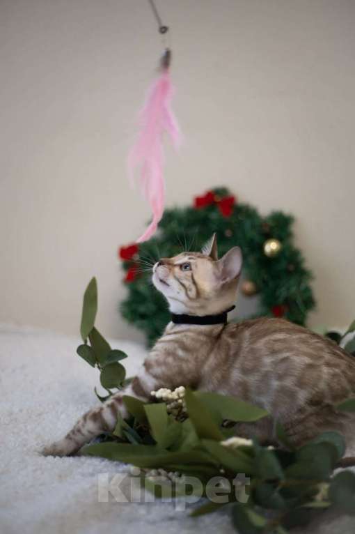 Кошки в Нижнекамске: Атлас Мальчик, Бесплатно - фото 1