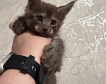 Кошки в Сальске: Котенок мейн кун Мальчик, 25 000 руб. - фото 3