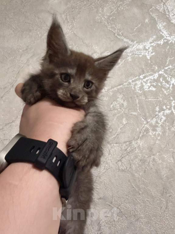 Кошки в Сальске: Котенок мейн кун Мальчик, 25 000 руб. - фото 3
