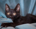 Кошки в Москве: Котенок Стеллочка ищет дом Девочка, Бесплатно - фото 3