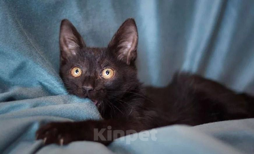 Кошки в Москве: Котенок Стеллочка ищет дом Девочка, Бесплатно - фото 3