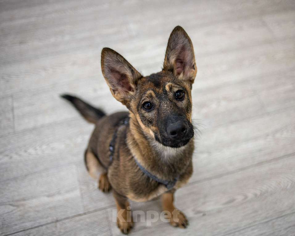 Собаки в Москве: Щенок бесплатно Москва Девочка, Бесплатно - фото 5