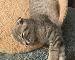Кошки в Хабаровске: Отдам кошечку 4 месяца Девочка, Бесплатно - фото 2