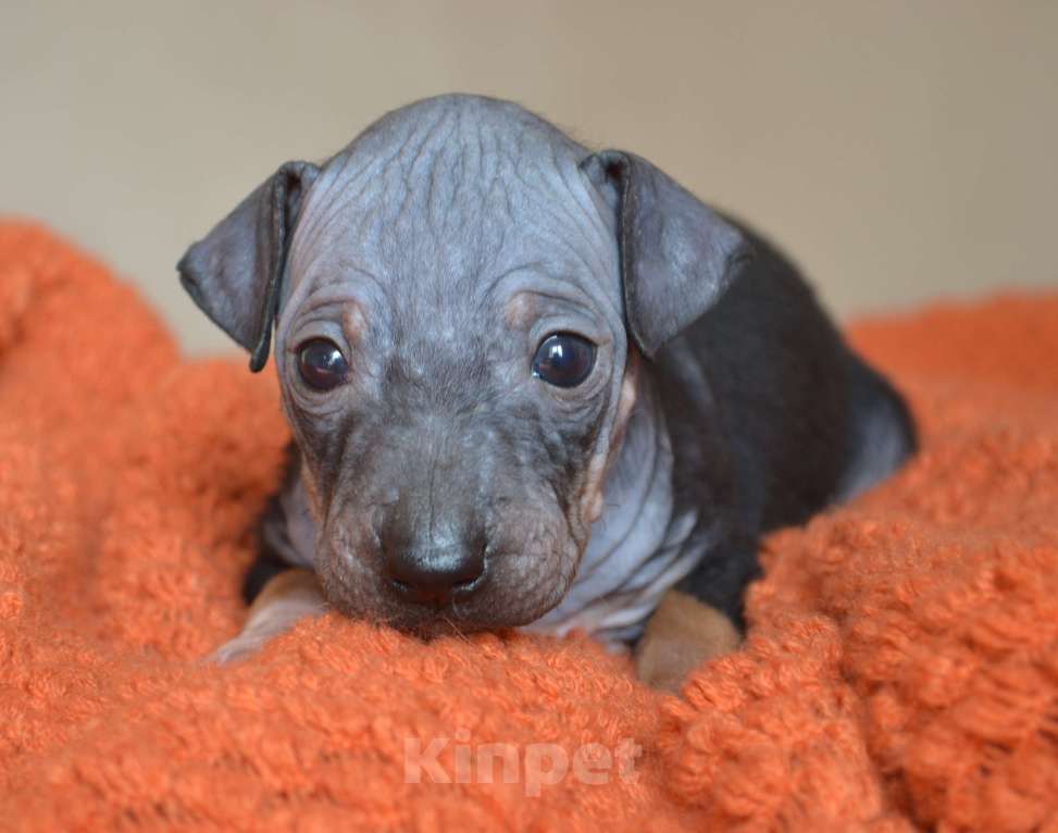 Собаки в Москве: Очаровательный брюнет голого терьера Мальчик, 45 руб. - фото 5