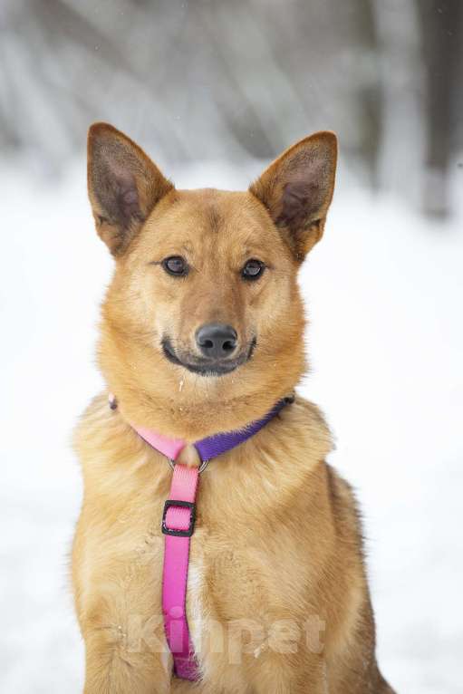 Собаки в Москве: Яркое солнышко Арика в поисках дома Девочка, Бесплатно - фото 1