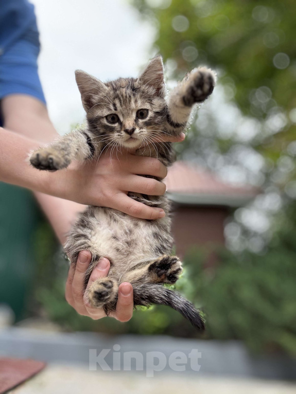 Кошки в Москве: Котенок-девочка в добрые руки  Девочка, Бесплатно - фото 1