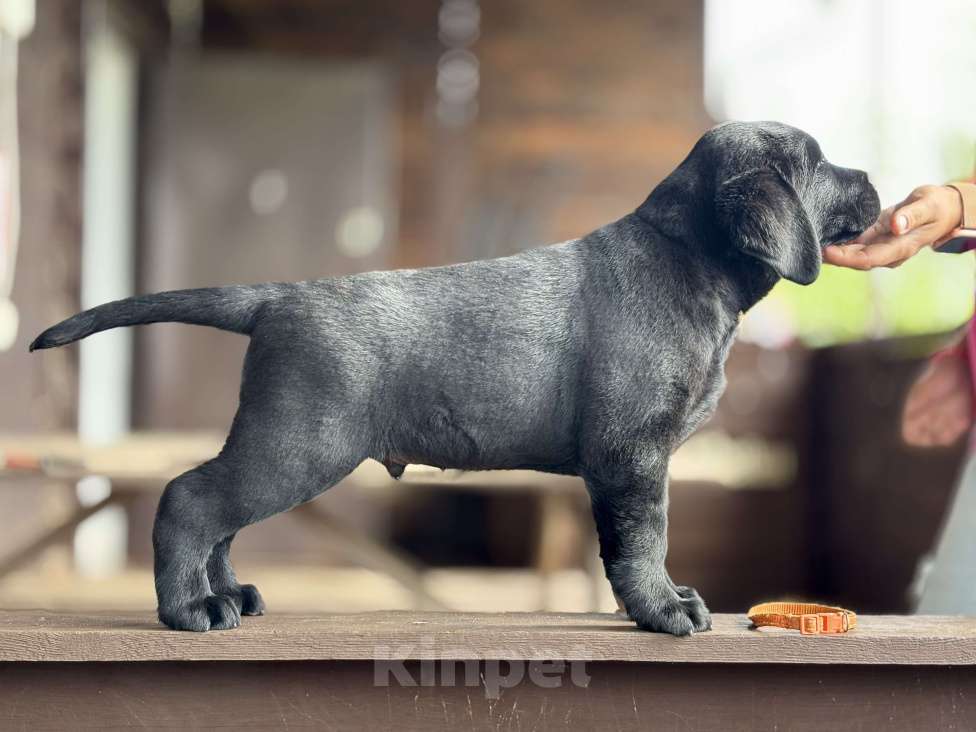 Собаки в Мур: Феличи Росси Мальчик, 55 000 руб. - фото 2