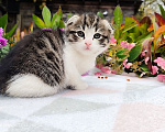Кошки в Балашихе: Кошечка - девочка от домашней сибирской кошки. Отец вислоухий шотландец. Девочка, 7 000 руб. - фото 3