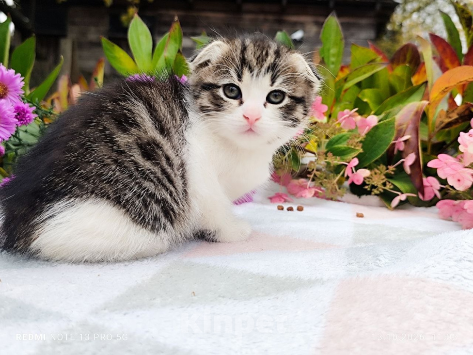 Кошки в Балашихе: Кошечка - девочка от домашней сибирской кошки. Отец вислоухий шотландец. Девочка, 7 000 руб. - фото 3