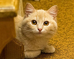 Кошки в Москве: Сладкая парочка для опытного кошатника Девочка, 500 руб. - фото 6