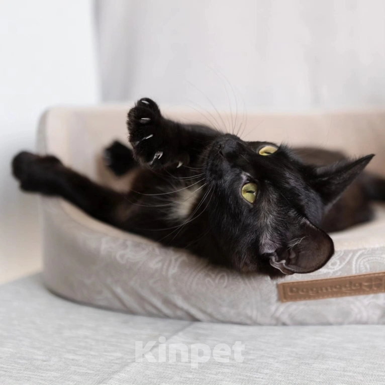 Кошки в Москве: Спасите Чичу из бабкиной квартиры Девочка, Бесплатно - фото 4