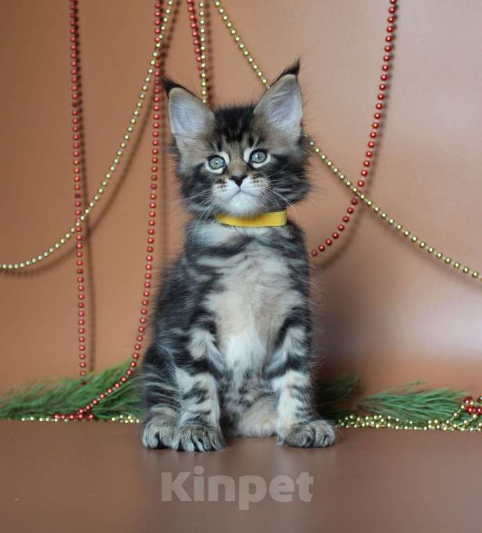 Кошки в Екатеринбурге: Котёнок мейн-кун Цефей Мальчик, 50 000 руб. - фото 5