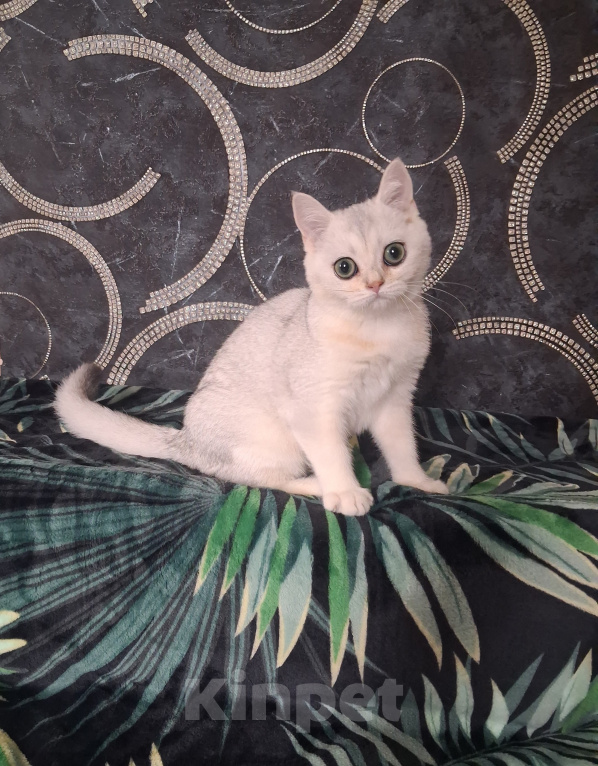 Кошки в Белгороде: Шотландская серебристая Девочка, 12 000 руб. - фото 5