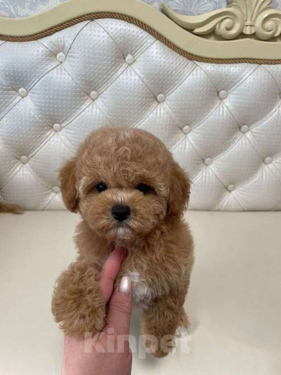 Собаки в Москве: Щенки Бишпу Девочка, 200 000 руб. - фото 5