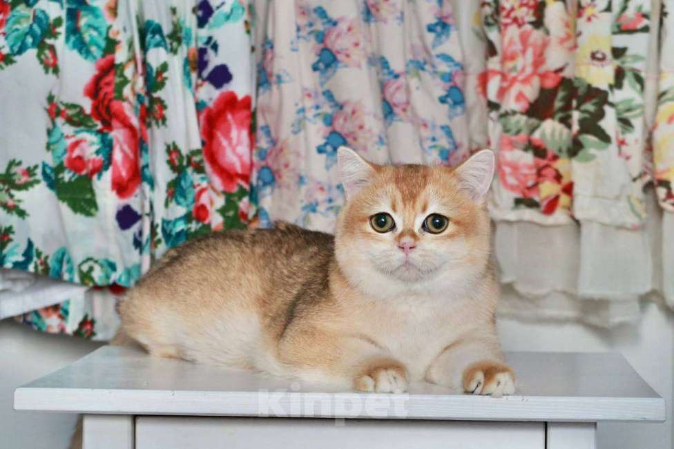 Кошки в Москве: Британский мальчик Равиоли Мальчик, 55 000 руб. - фото 7