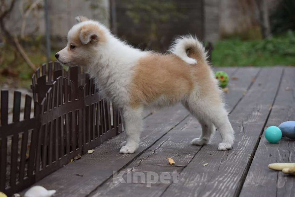 Собаки в Москве: Ненецкая оленегонная лайка, сука Женева. Девочка, 60 000 руб. - фото 7