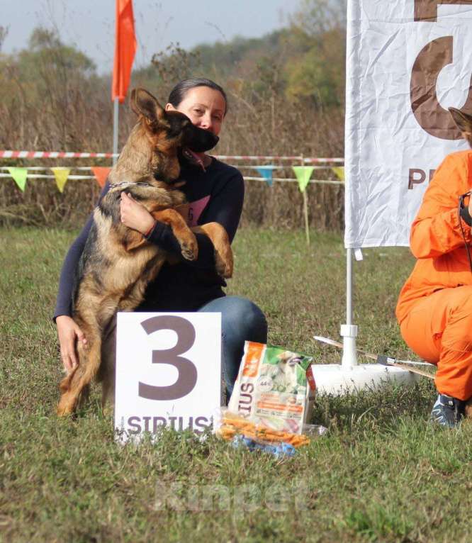 Собаки в Краснодаре: Немецкая овчарка, щенок Девочка, 55 000 руб. - фото 2