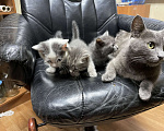 Кошки в Щелково: Русские голубые котята отдам даром  Мальчик, Бесплатно - фото 4