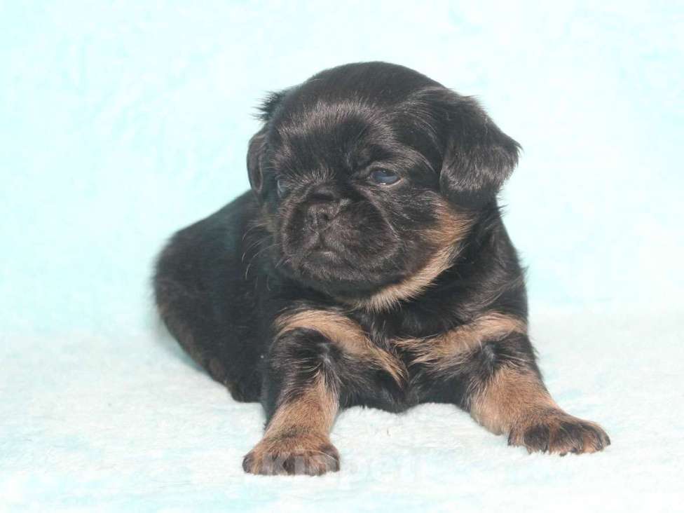 Собаки в Санкт-Петербурге: Маленькая принцесса Девочка, 80 000 руб. - фото 1