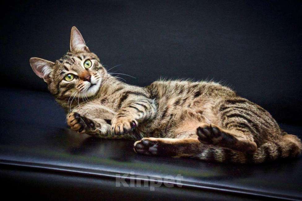 Кошки в Москве: Полосатый лапушка котик Лео в добрые руки Мальчик, Бесплатно - фото 4