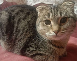 Кошки в Москве: Очаровательный Валли ищет семью  Мальчик, Бесплатно - фото 6