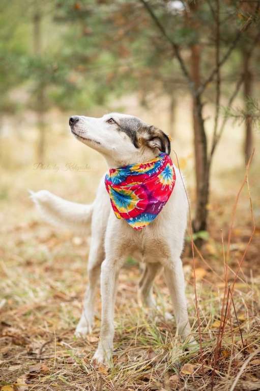 Собаки в Москве: Нежную Беллу хотели утопить в гудроне Девочка, 1 руб. - фото 4