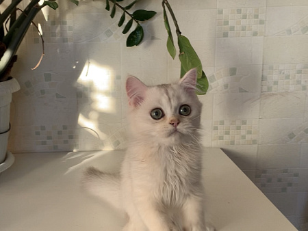 Эксклюзивный шотландский малыш